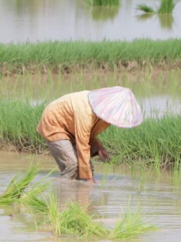 Food Prices Soar Due to the Climate Crisis